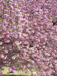 🌸新宿御苑 | 東京櫻花季的夢幻之約🌸