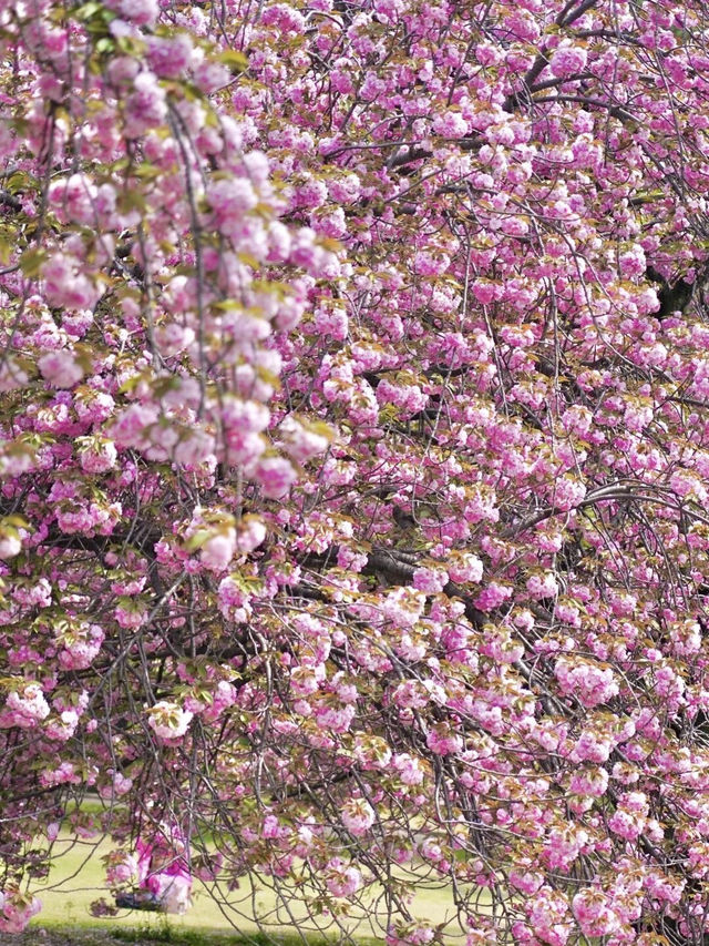 🌸新宿御苑 | 東京櫻花季的夢幻之約🌸