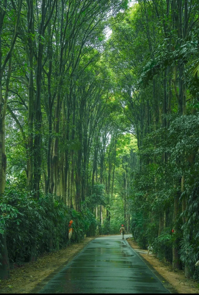 雨天的華南植物園就是送給i人的禮物