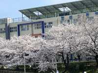🌸釜山溫泉川市民公園，櫻花夢幻之約🌸