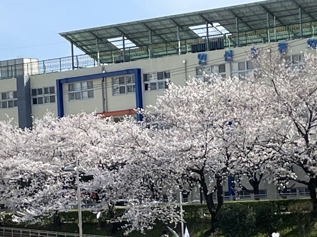 🌸釜山溫泉川市民公園，櫻花夢幻之約🌸