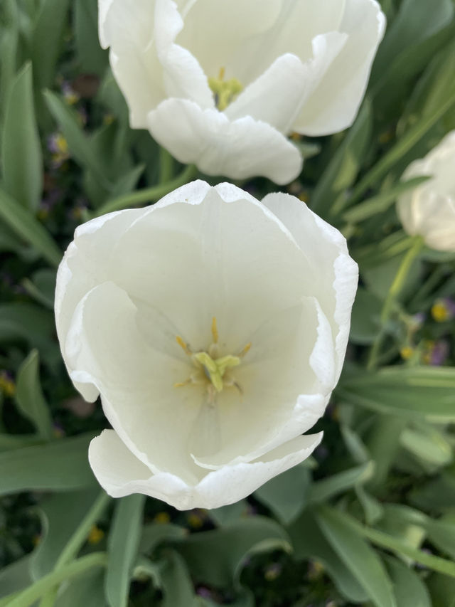 Luboyuan Nanjing: a mini Netherlands to see tulip 🌷