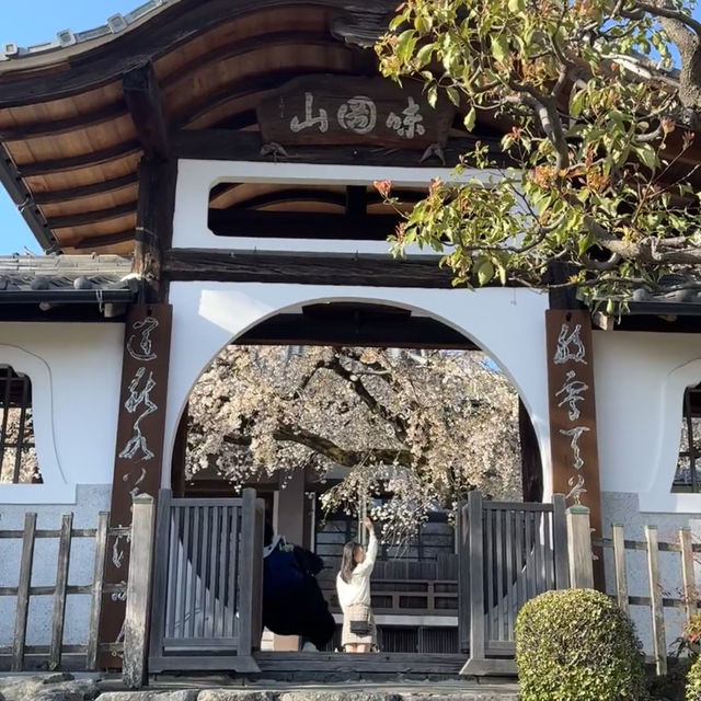 名古屋小眾賞櫻寶地 | 香穡積院的櫻花之約