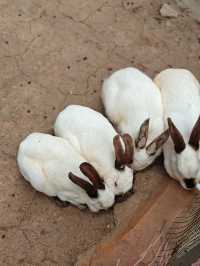 安吉嘉樂比萌寵樂園：超萌超可愛嘅毛茸茸小動物