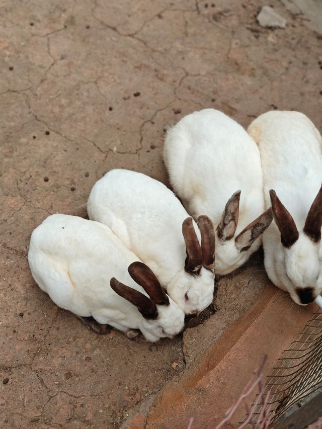 安吉嘉樂比萌寵樂園：超萌超可愛嘅毛茸茸小動物