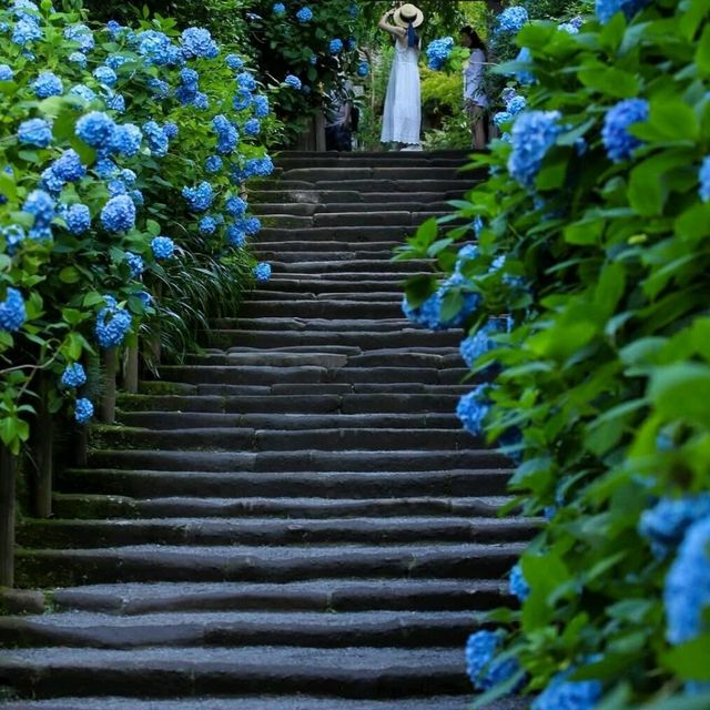 🌺鎌倉繡球花祭！明月院×長谷寺絕美賞花攻略+隱世民宿推介✨