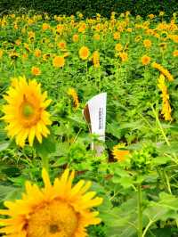 🌻邂逅廣州限定浪漫！向日葵花海美出圈