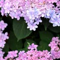🌸江蘇人民公園的繡球花，美到讓人窒息啦！😍