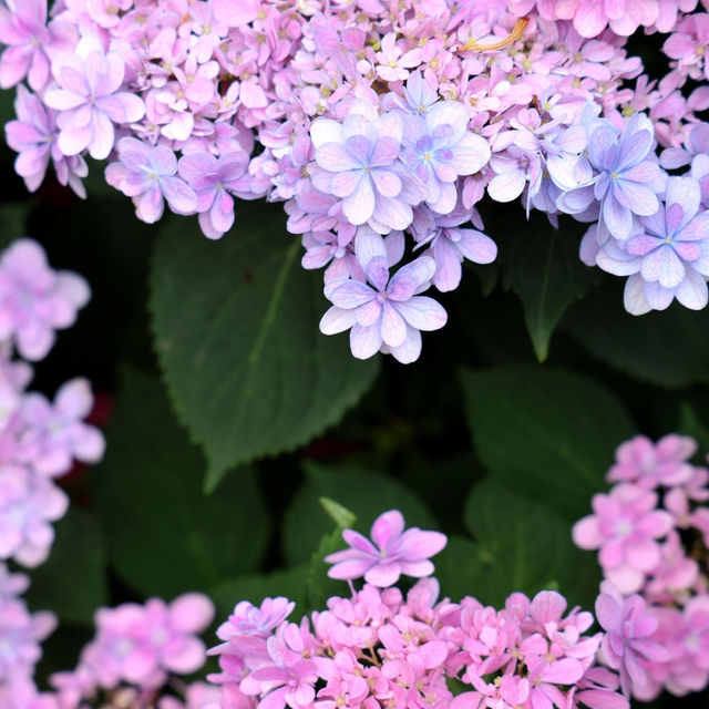 🌸江蘇人民公園的繡球花，美到讓人窒息啦！😍