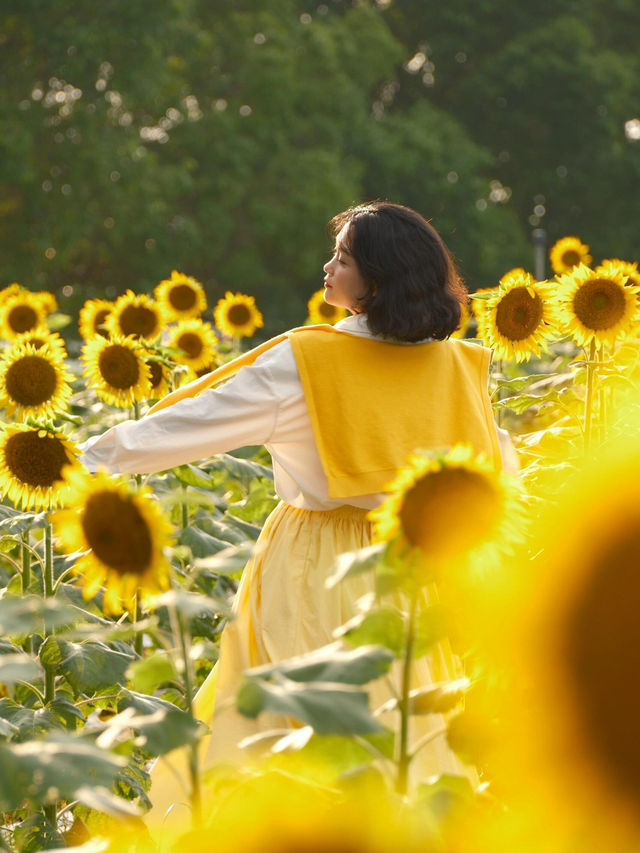 救命！深圳這片向日葵花海美到像走進梵高的畫布裡🌻光明歡樂田園的金色浪漫已開播，速來打卡！
