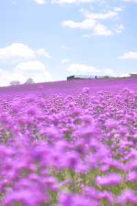 端午東風韻，花海全開