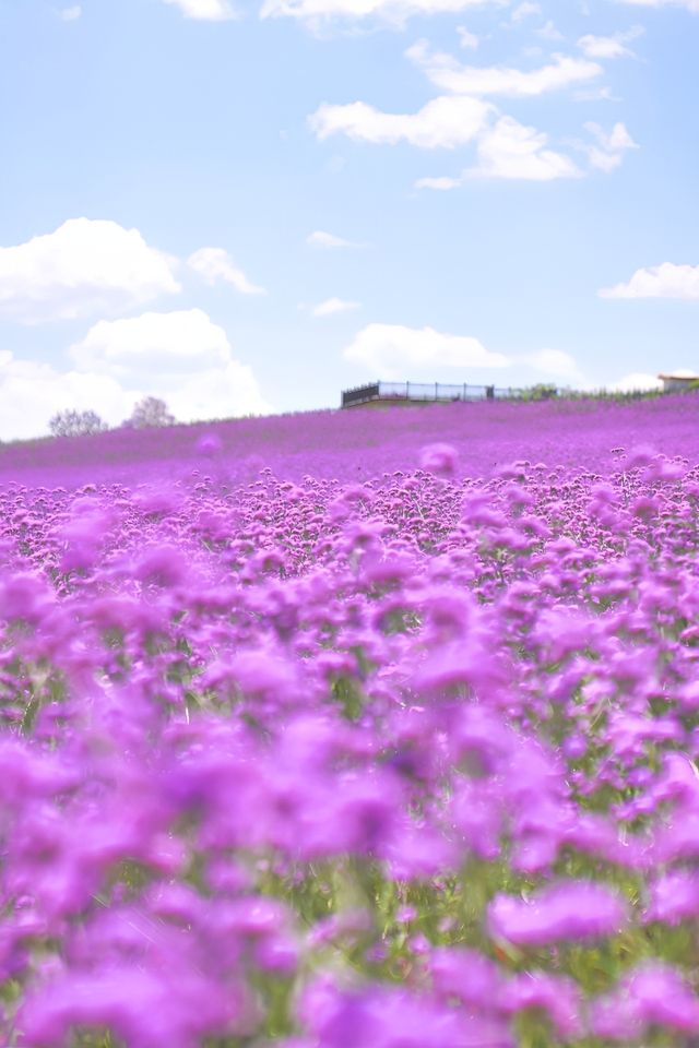 端午東風韻，花海全開