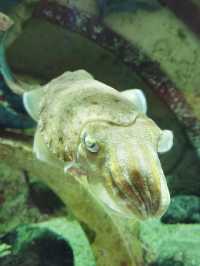 三亞亞特蘭蒂斯水族館|失落之城+海底餐廳+海豚互動