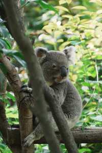 請收好這份限定攻略｜南京紅山森林動物園