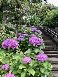 #多摩川台公園嘅繡球花