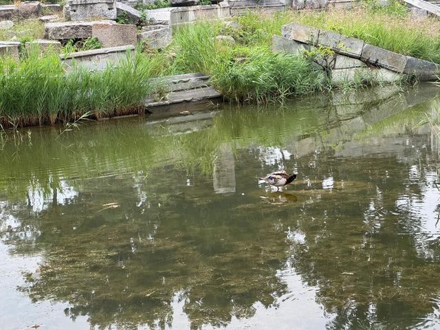 雨中圓明園：歷史與自然的私語