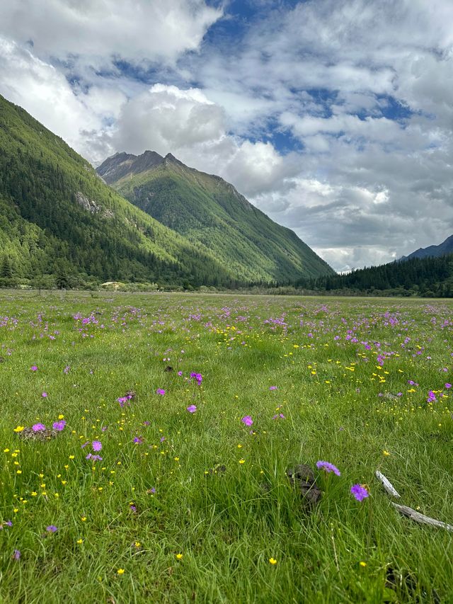 六月份四姑娘山最強攻略，雪山花海一站式全體驗