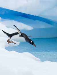 Antarctica Early Bird Promo ｜ 17-Day Luxury Expedition