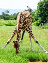 肯尼亞八天七晚Safari旅行流水賬