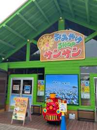 日本東京國營常陸海濱公園一日遊，賞花親子遊）🌼🎢  