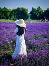 伊帕爾汗薰衣草觀光園旅遊攻略