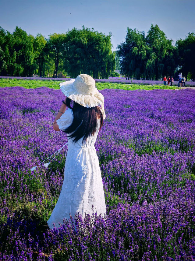 伊帕爾汗薰衣草觀光園旅遊攻略