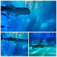 🦈沖繩必看!美麗海水族館鯨鯊近距離攻略