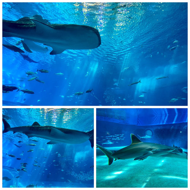 🦈沖繩必看!美麗海水族館鯨鯊近距離攻略 🦈沖繩必看!美麗海水族館鯨鯊近距離攻略