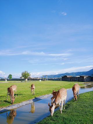 Healing grassland homestay, a must-stay in Shangri-La!