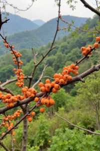 600年古村火紅柿子林，該它火！