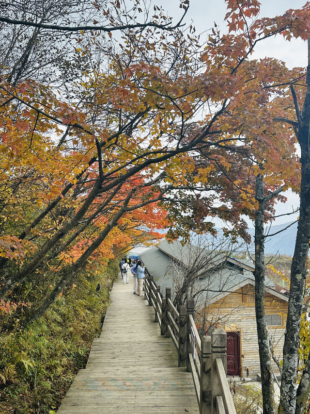 國慶別亂跑！四川這座山把秋天染成紅色海洋，《國家地理》都誇爆