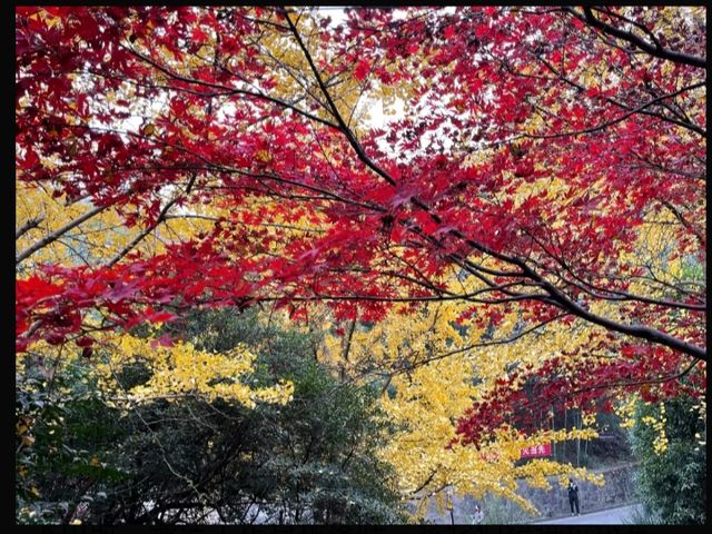 長沙｜總要去一次愛晚亭吧絕美紅葉勝地