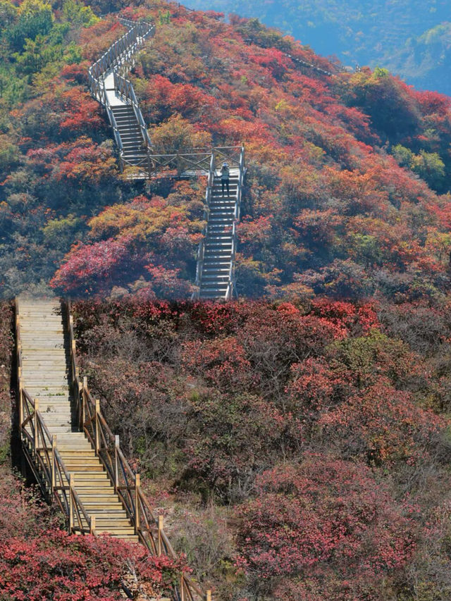 錯過再等一年，京郊小眾賞楓秘境已到觀賞巔峰