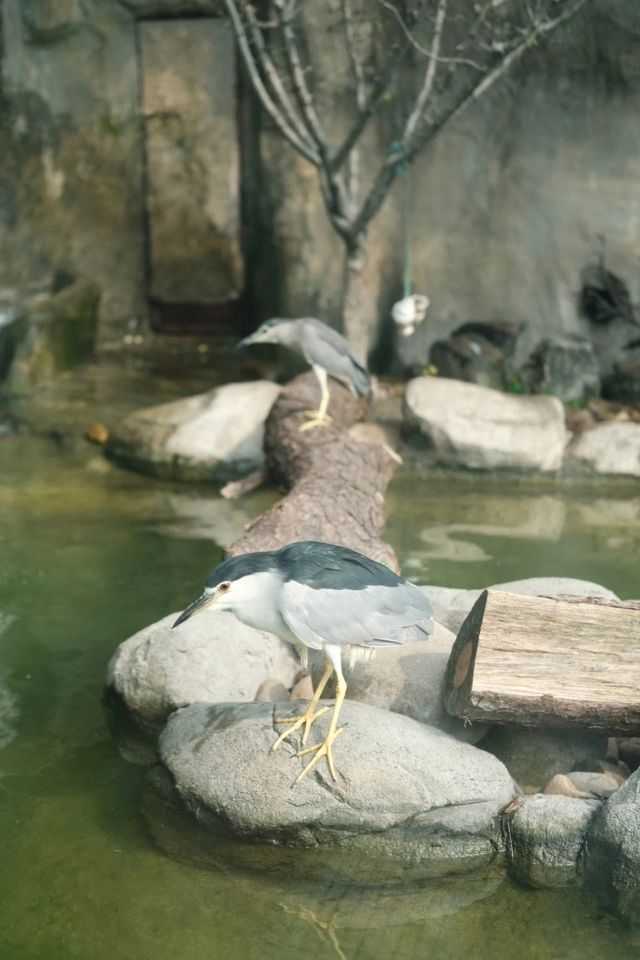 錯峰逛動物園太有感覺了