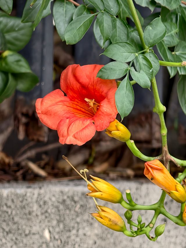 芙蓉、稻田、凌霄花，魔了遠郊秋天也太美了