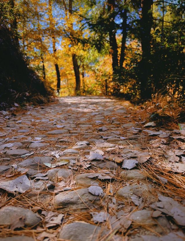 墜入秋天的童話天台山秋日漫遊指南