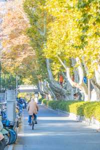 銀杏如畫絕美秋景南京拍照打卡攻略好去處