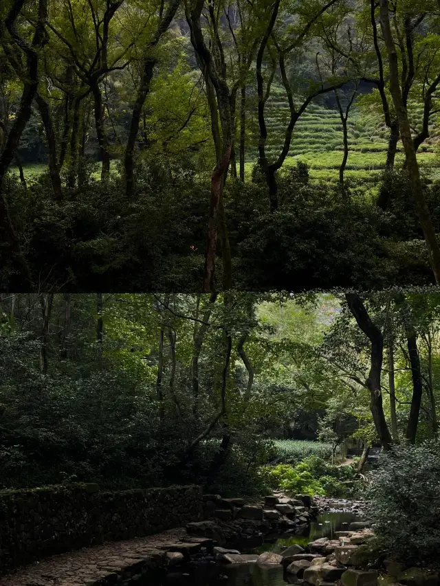 Osmanthus in Hangzhou is just beginning to bloom! Is this osmanthus viewing hiking trail going to be overcrowded? Here’s a guide to avoid the peak