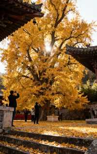 北京賞秋必收藏｜2025多彩京秋全攻略一鍵解鎖三大黃金路
