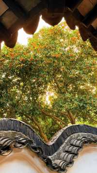 蘇州的秋天|在怡園的桂花香裡,撞見江南最溫柔的時刻