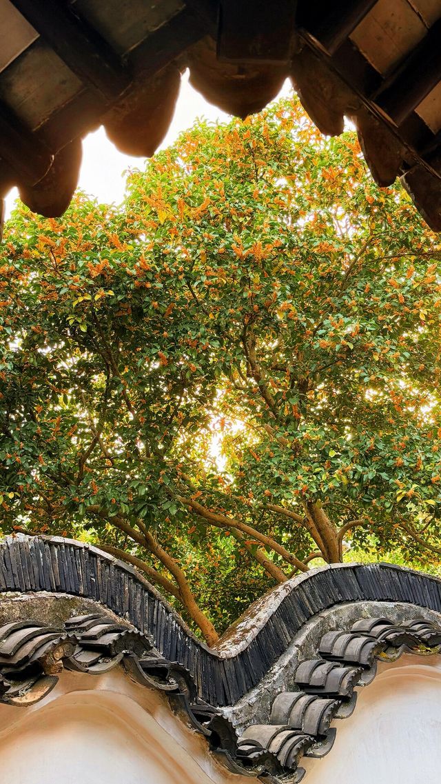 蘇州的秋天|在怡園的桂花香裡,撞見江南最溫柔的時刻 蘇州的秋天|在怡園的桂花香裡,撞見江南最溫柔的時刻