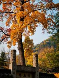 雲平山賞秋全攻略｜上帝最愛的調色板就在這裡！