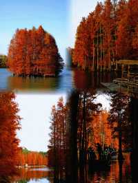 尚湖秋景圖鑑：湖岸染金，秋陽正好