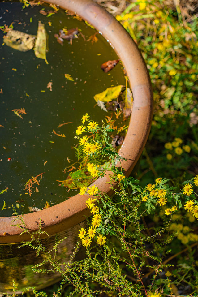 王屋山迎恩宮探店|在皇家道場尋一抹仙氣茶香 王屋山迎恩宮探店|在皇家道場尋一抹仙氣茶香