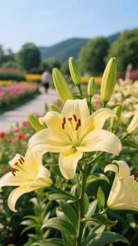 紅葉谷_您值得一去的地方!來了定不後悔!