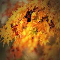 悉尼近郊絕美秘境封神了！