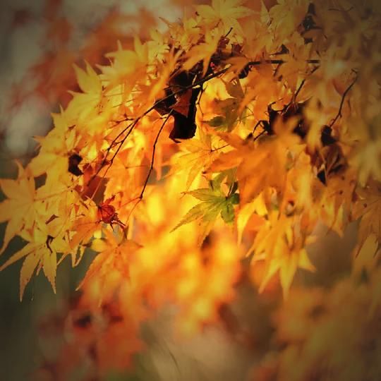 悉尼近郊絕美秘境封神了！