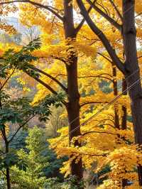 快來打卡！溫州神秘東爐村