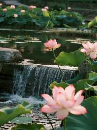 帶娃去沙漠不踩雷！響沙灣蓮花酒店全攻略