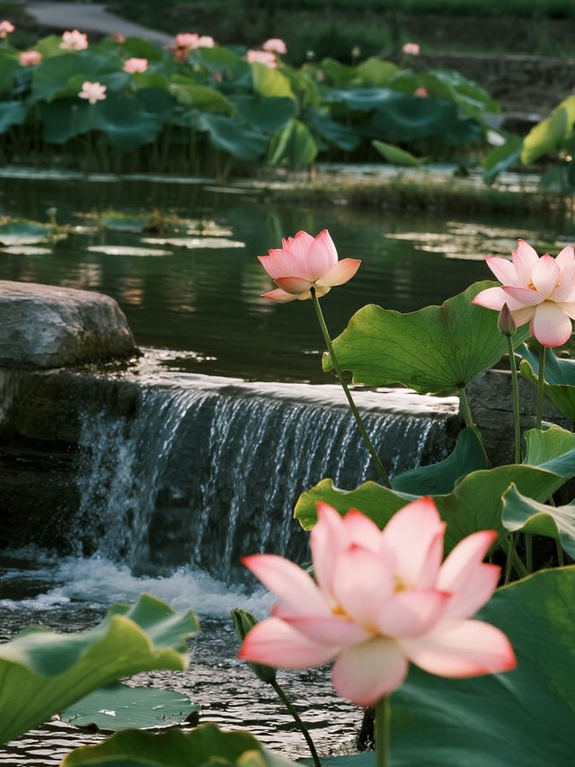 帶娃去沙漠不踩雷！響沙灣蓮花酒店全攻略